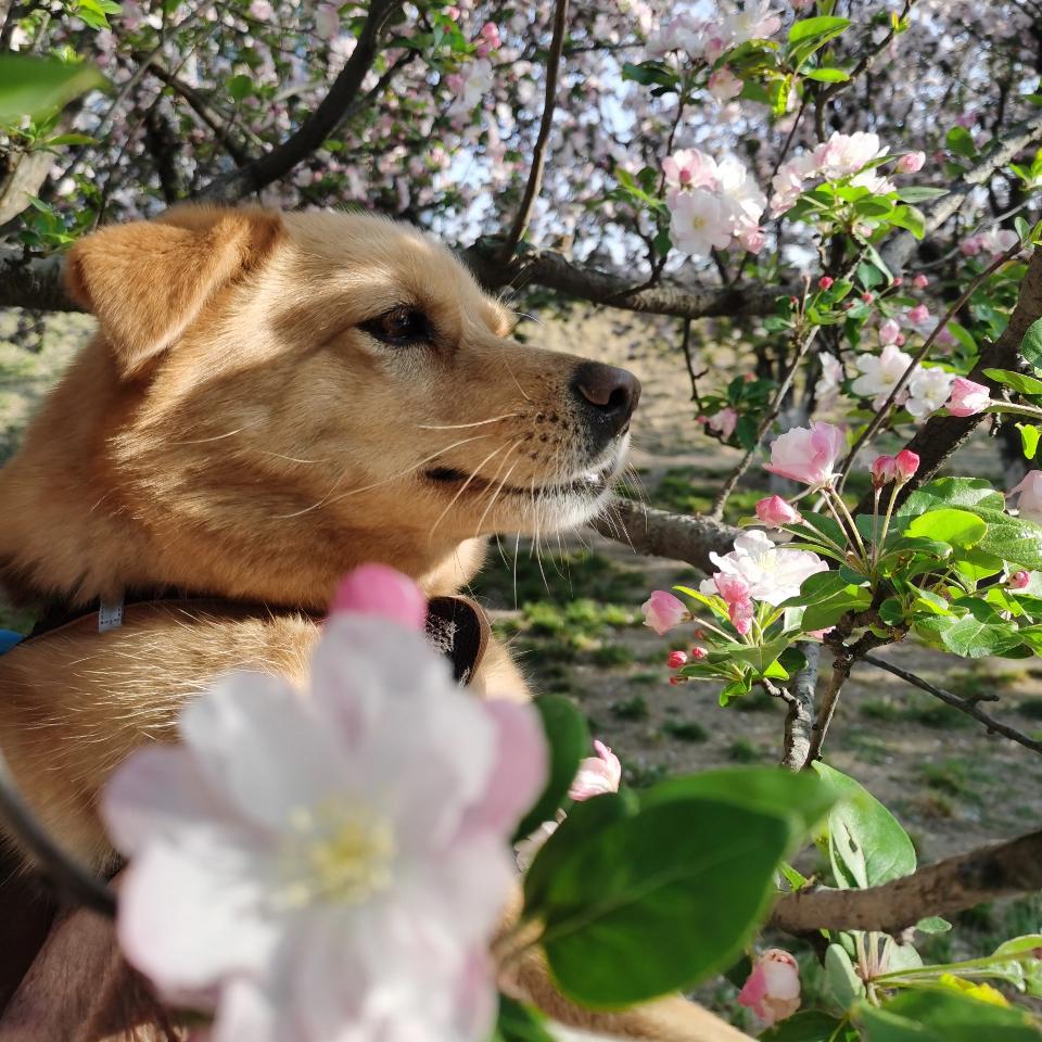 狗狗与爱