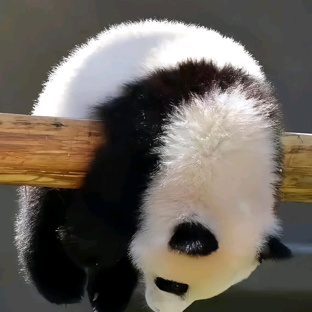 饭团