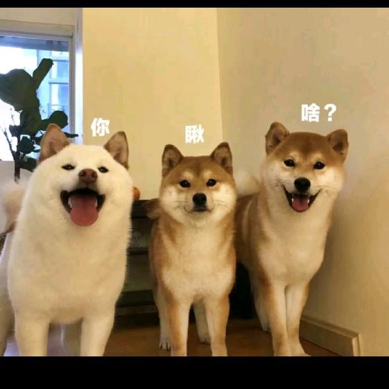🌱小土豆