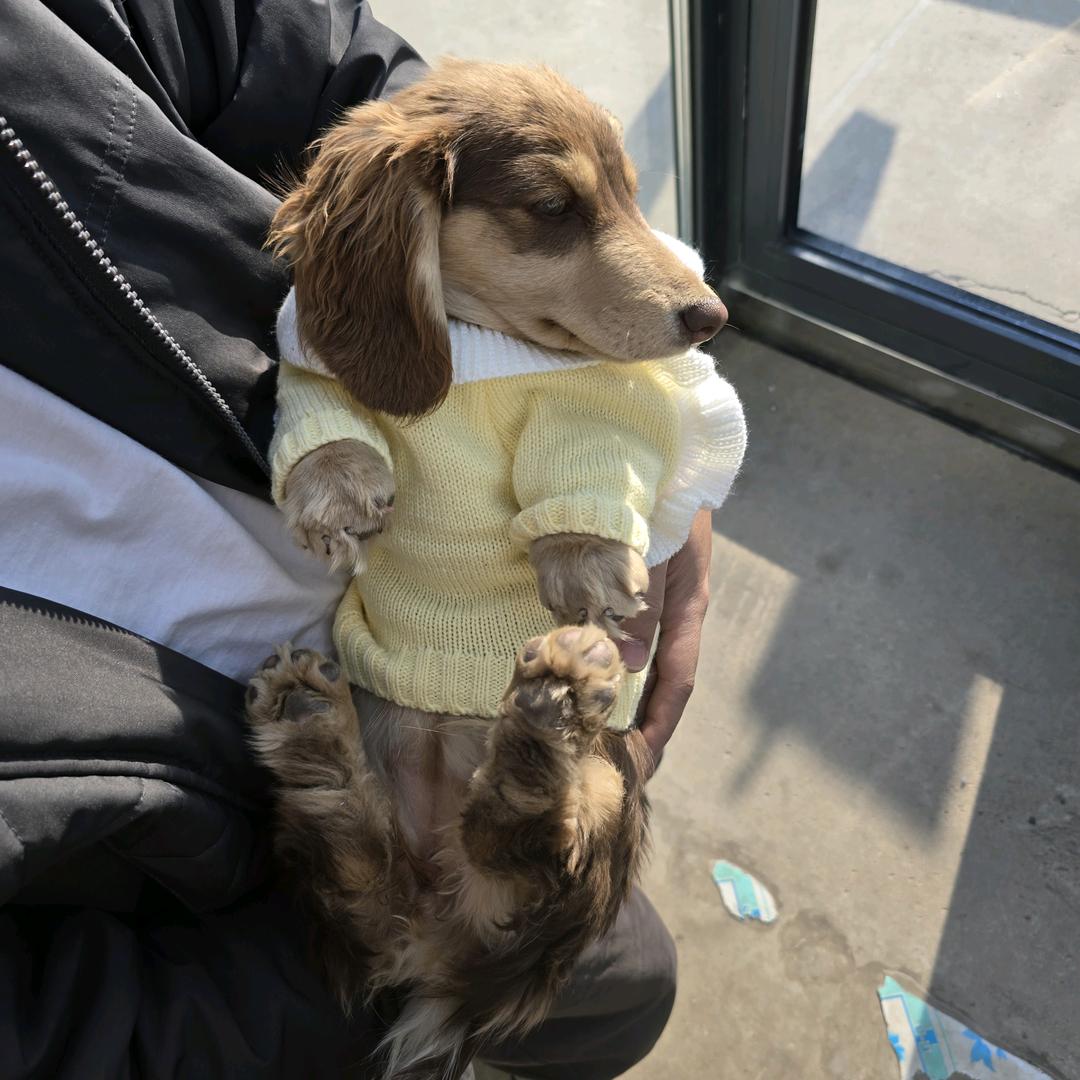 熊熊🐻🐻🐻长毛腊肠