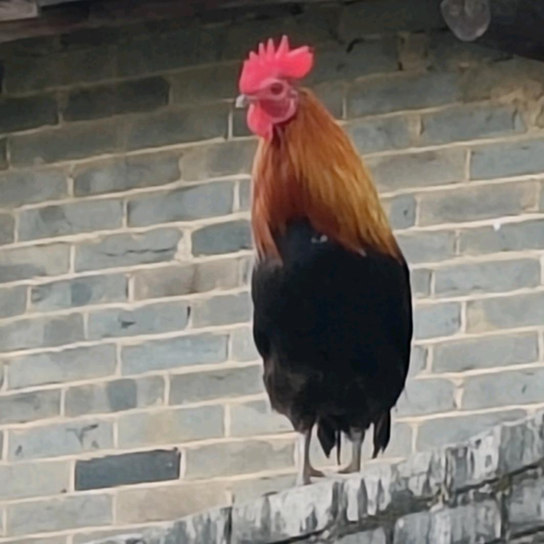 中山市锦升电子厂