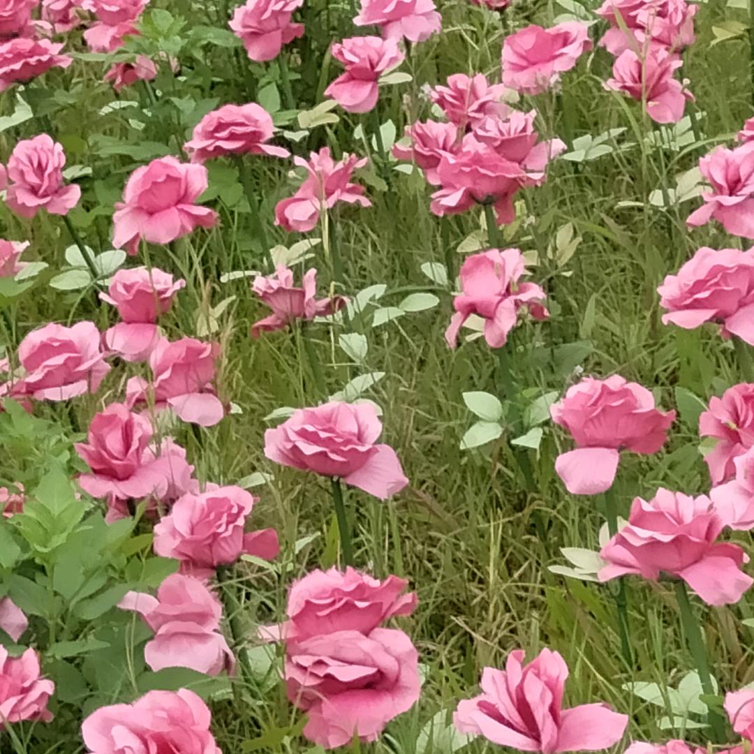 ❤️❤️相印