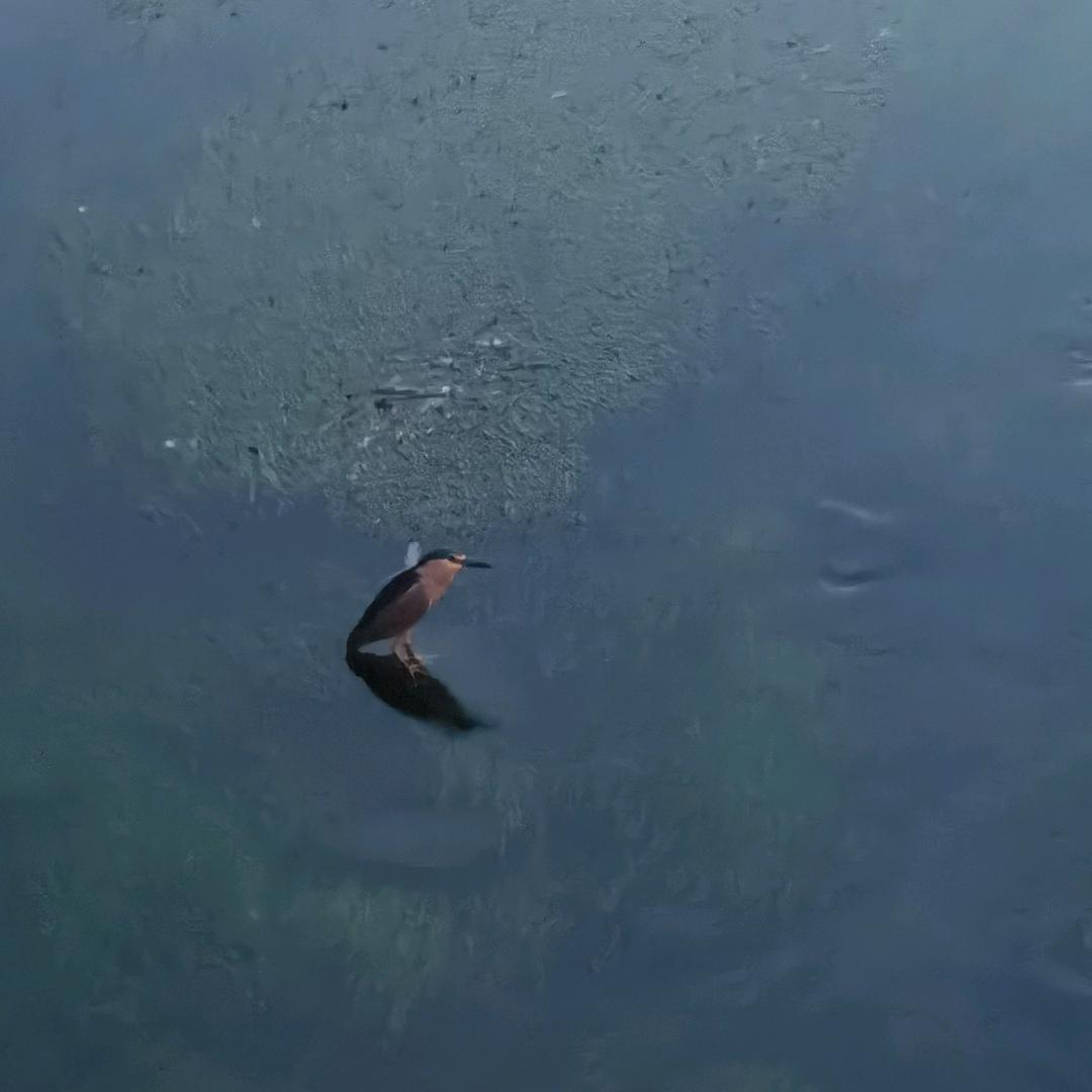 连老师