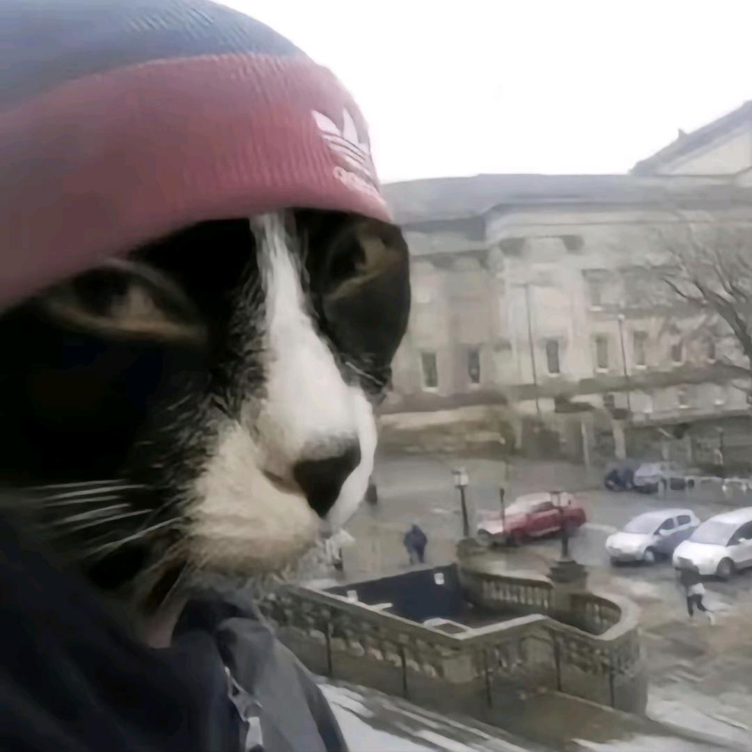 猫meme的小摊