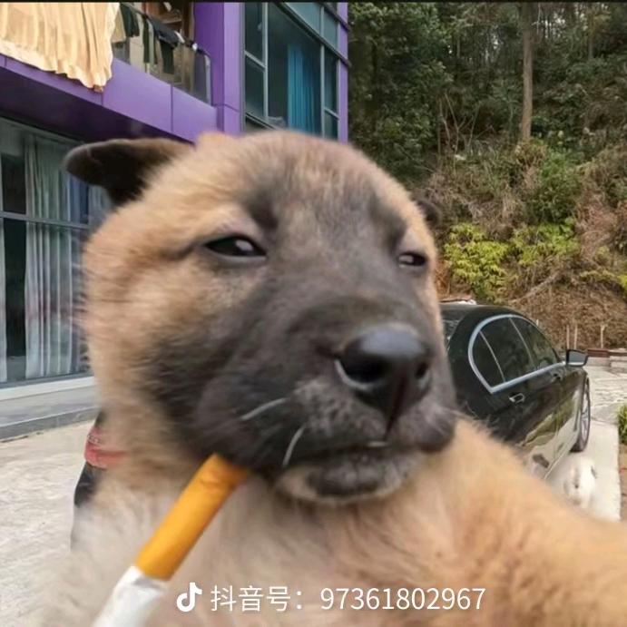 asghshebsjux头像