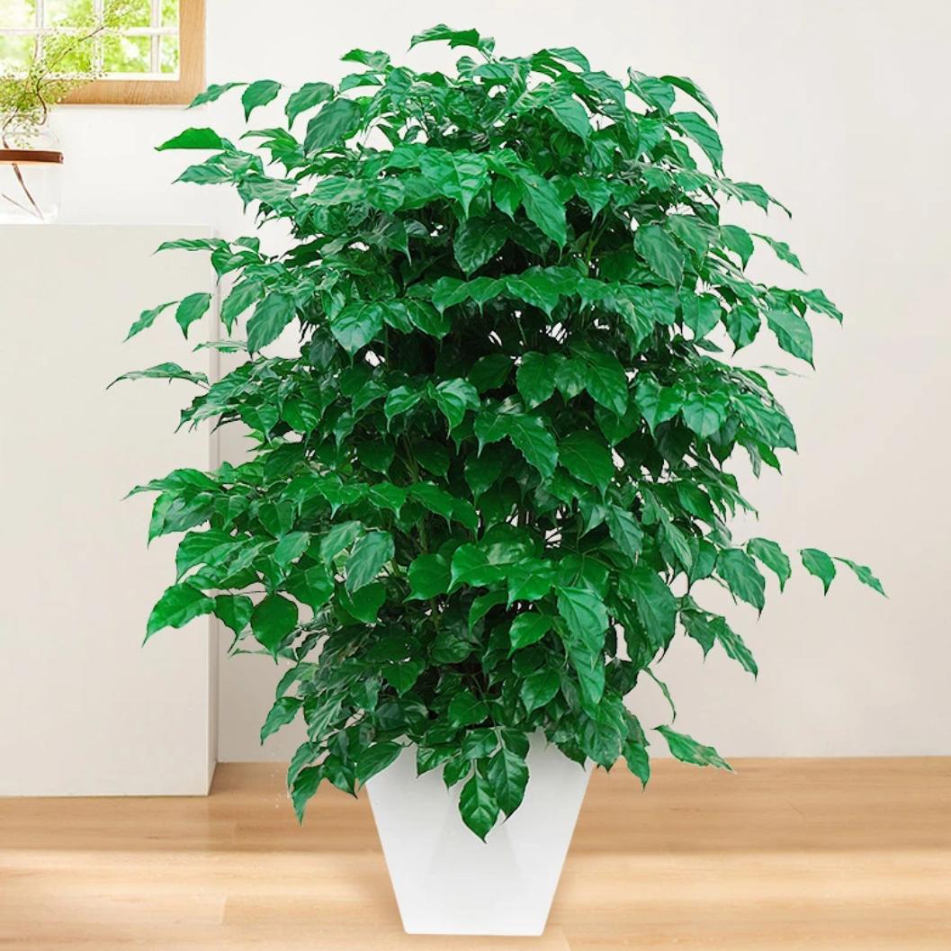 花之鲜绿植