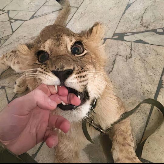 小狗重度依赖