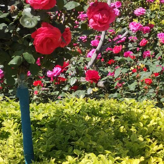 哲哲，一定要爱一个，看到你就笑的人！