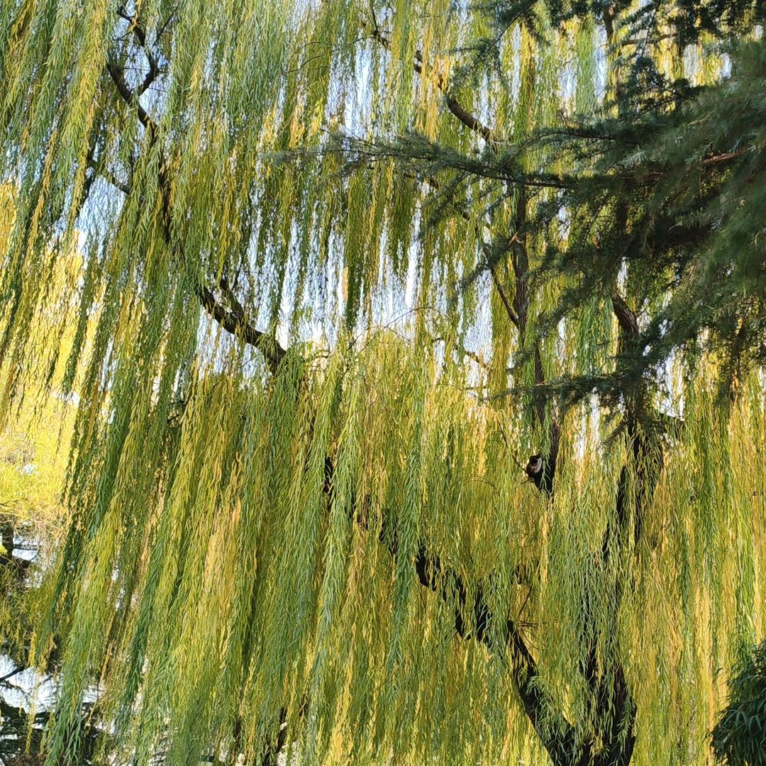 小抱抱熊(战斗版)