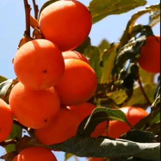 春华秋实 🍅🍊🍎