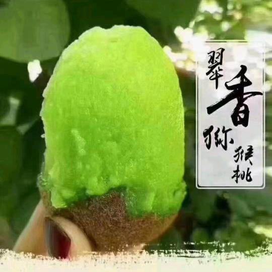周至猕猴桃