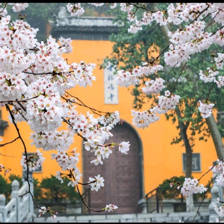 肥东元元