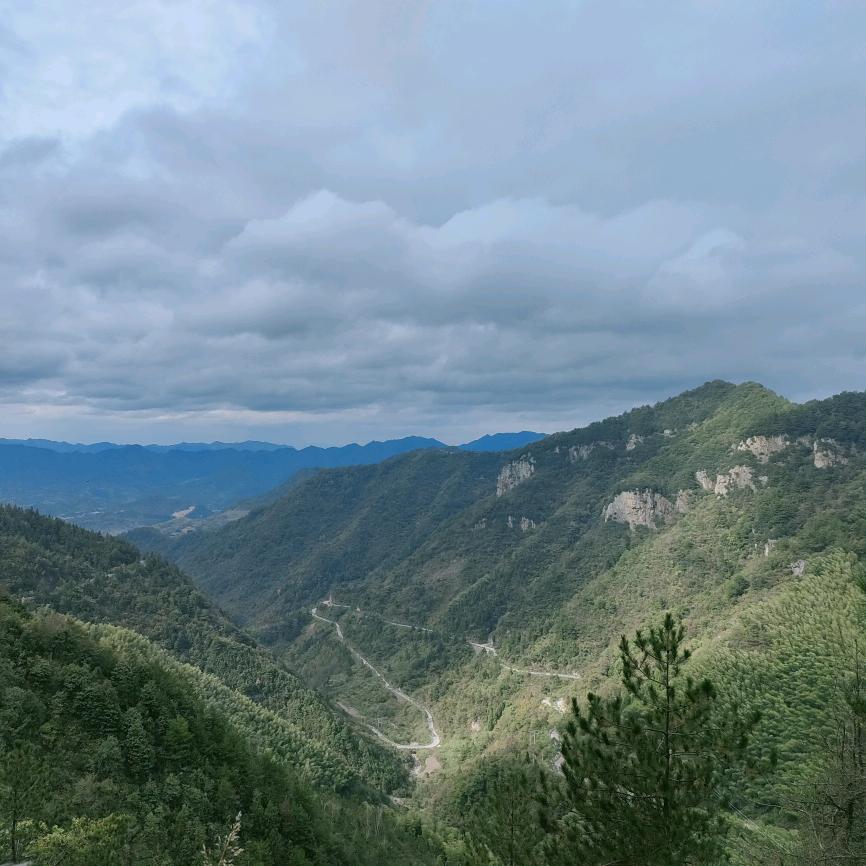 浙江道地本草~萍萍