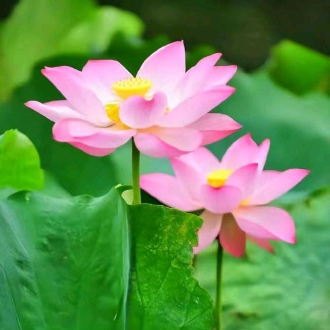 🥀🌿吉祥如意༊○྅🍒