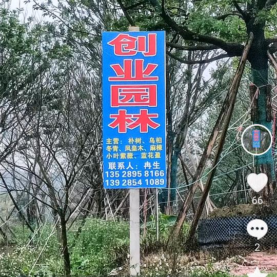 文哥.创业园林，自产自销，收各精品地苗