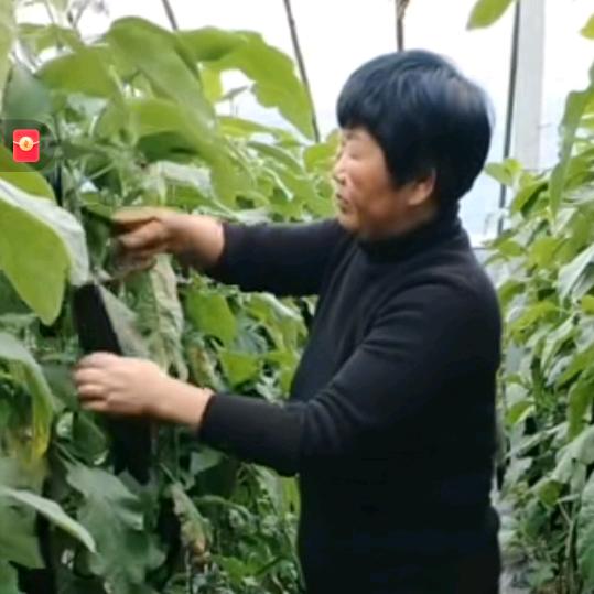 种菜姐
