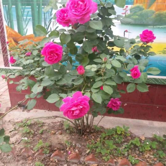 花儿好物