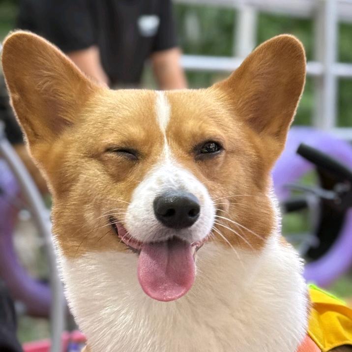 🌈猪弟