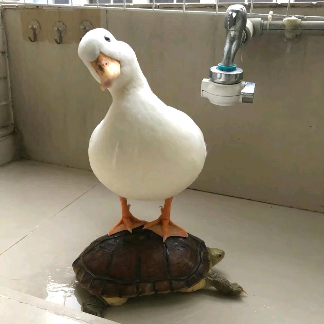 灰色.