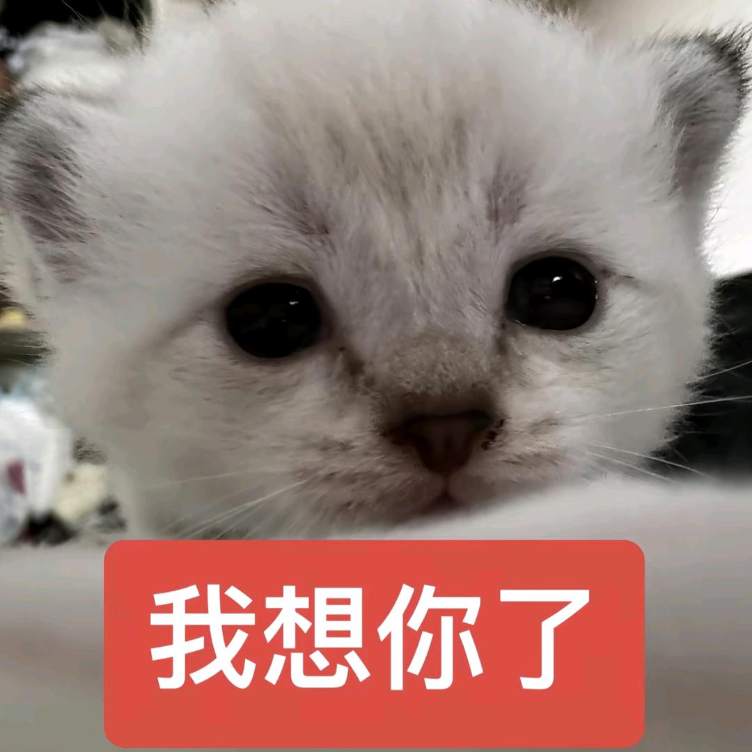 爱是一种天赋