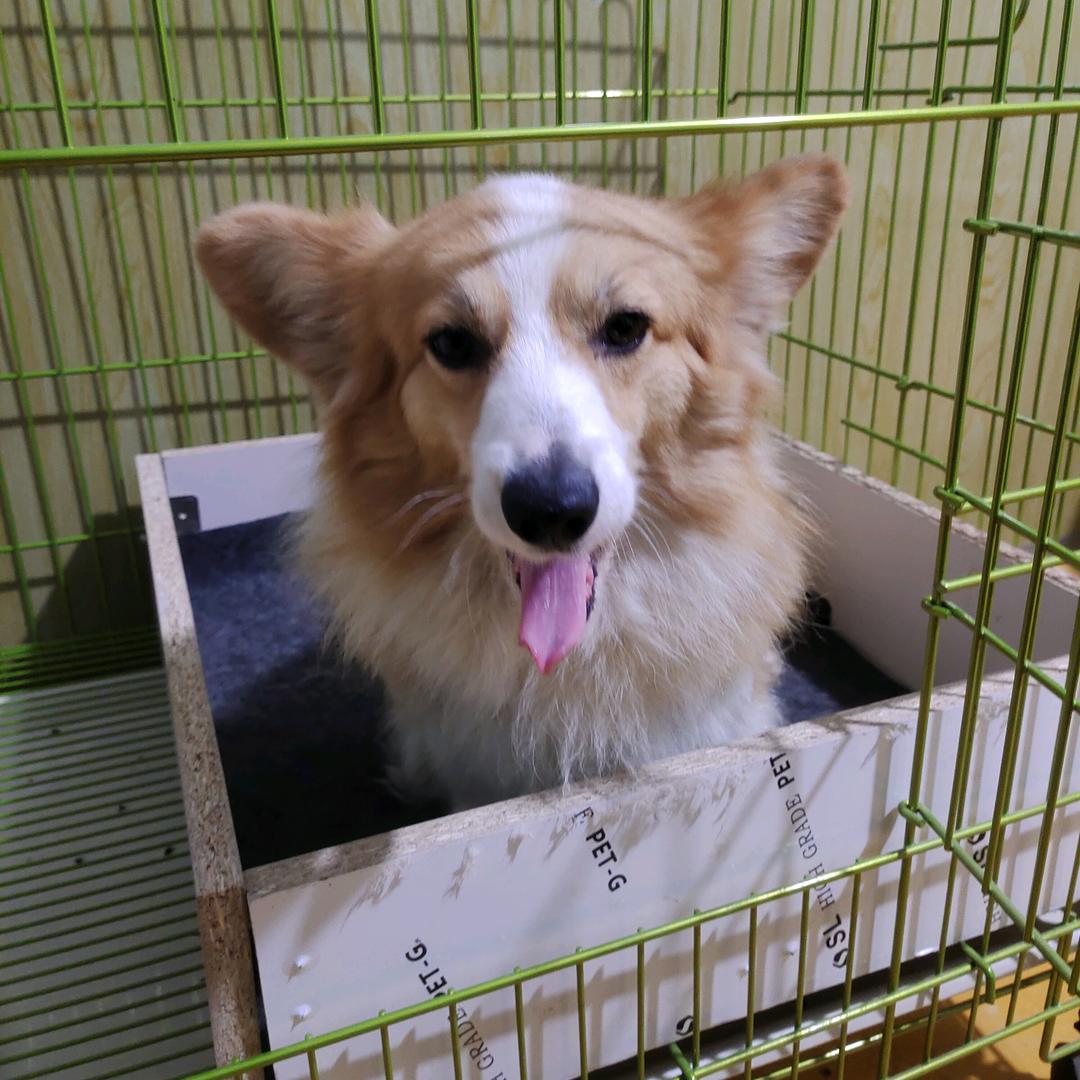 甜美小柯基