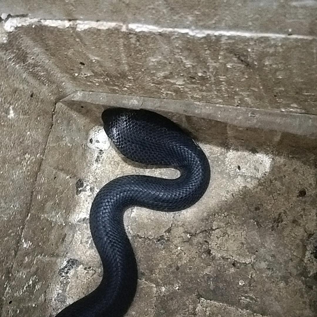 达达🐍蛇业