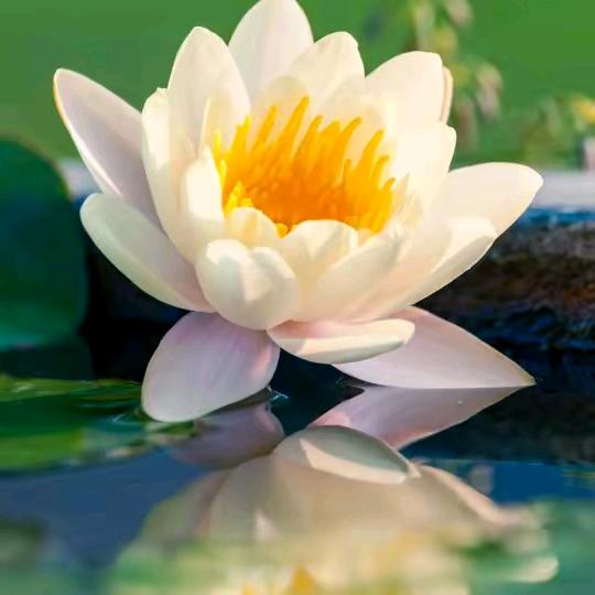 小彭友一剑粉丝