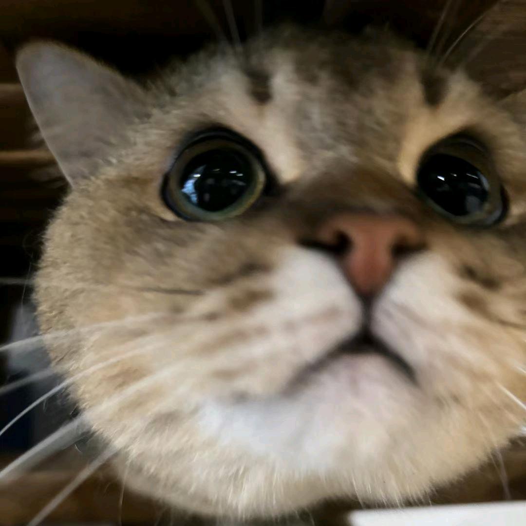 椒椒丁丁猫