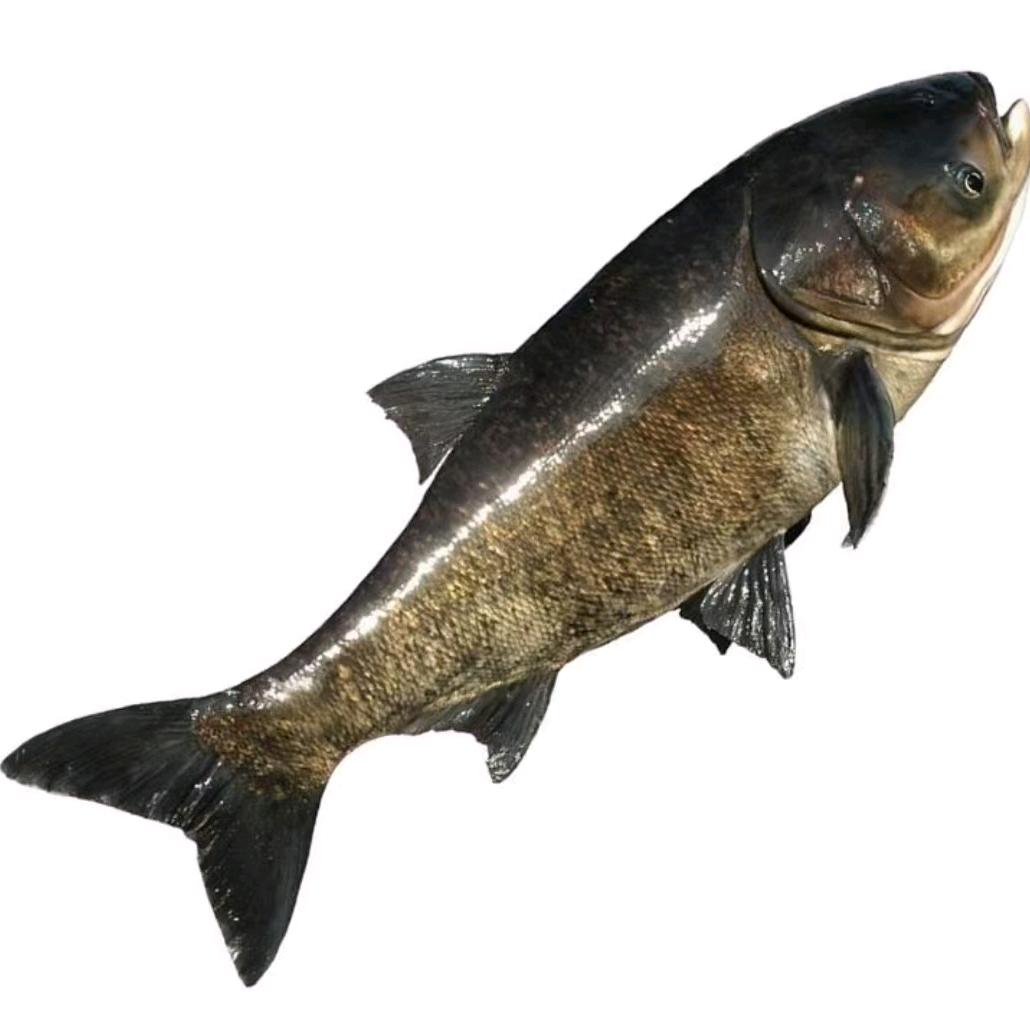 南溪金鸡村11队石河堰网红钓鱼场