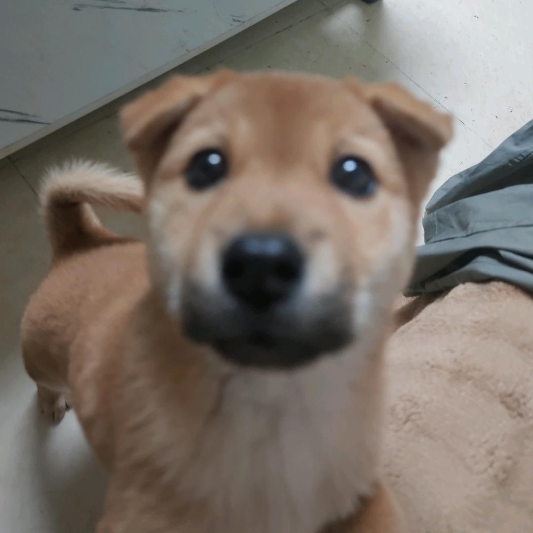 土豆
