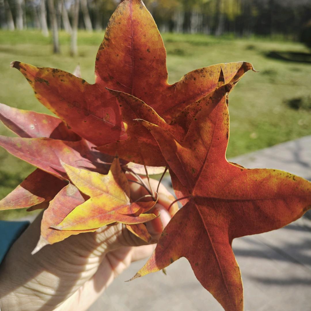 羊羊羊🐏🐏🐏