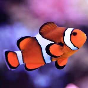 金桔小丑鱼繁殖直播号