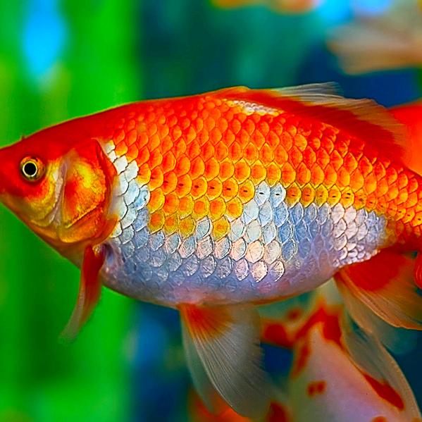 鹏飞水族用品