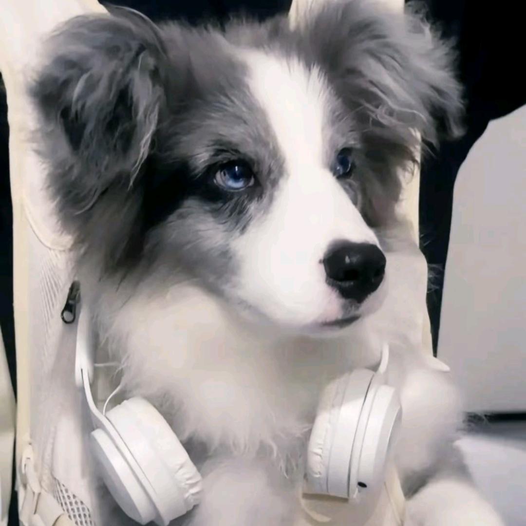 老韩腿爱打洲