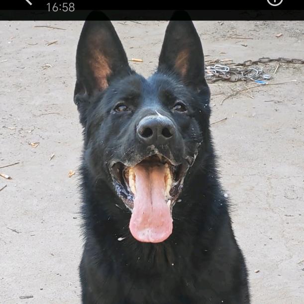 专业繁殖东德牧羊犬