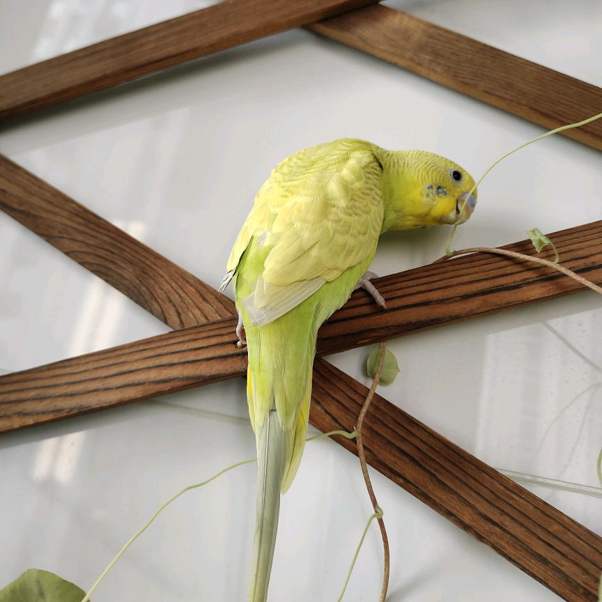 🦜花玉米
