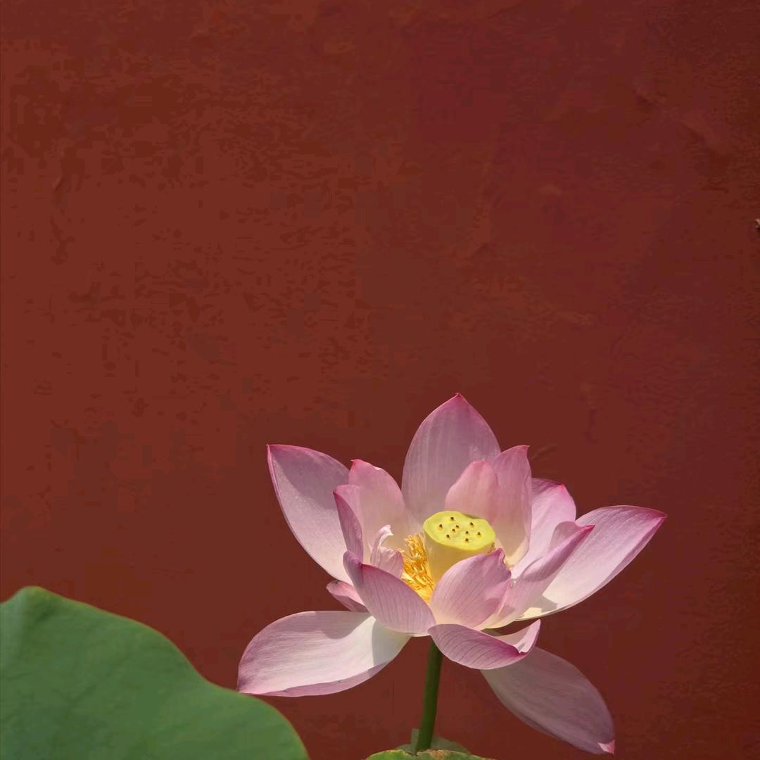 道系青年.