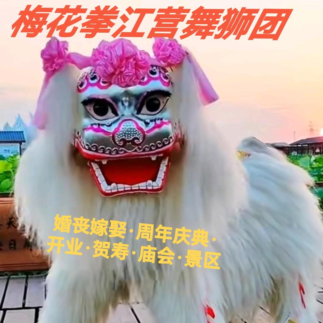 河南小白狮江哥