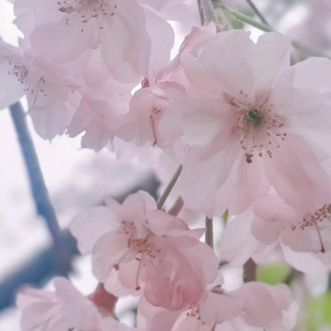 江科小喇叭