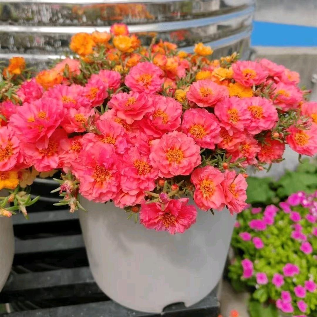 多棌园林企业店