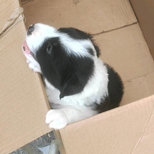 睿泽