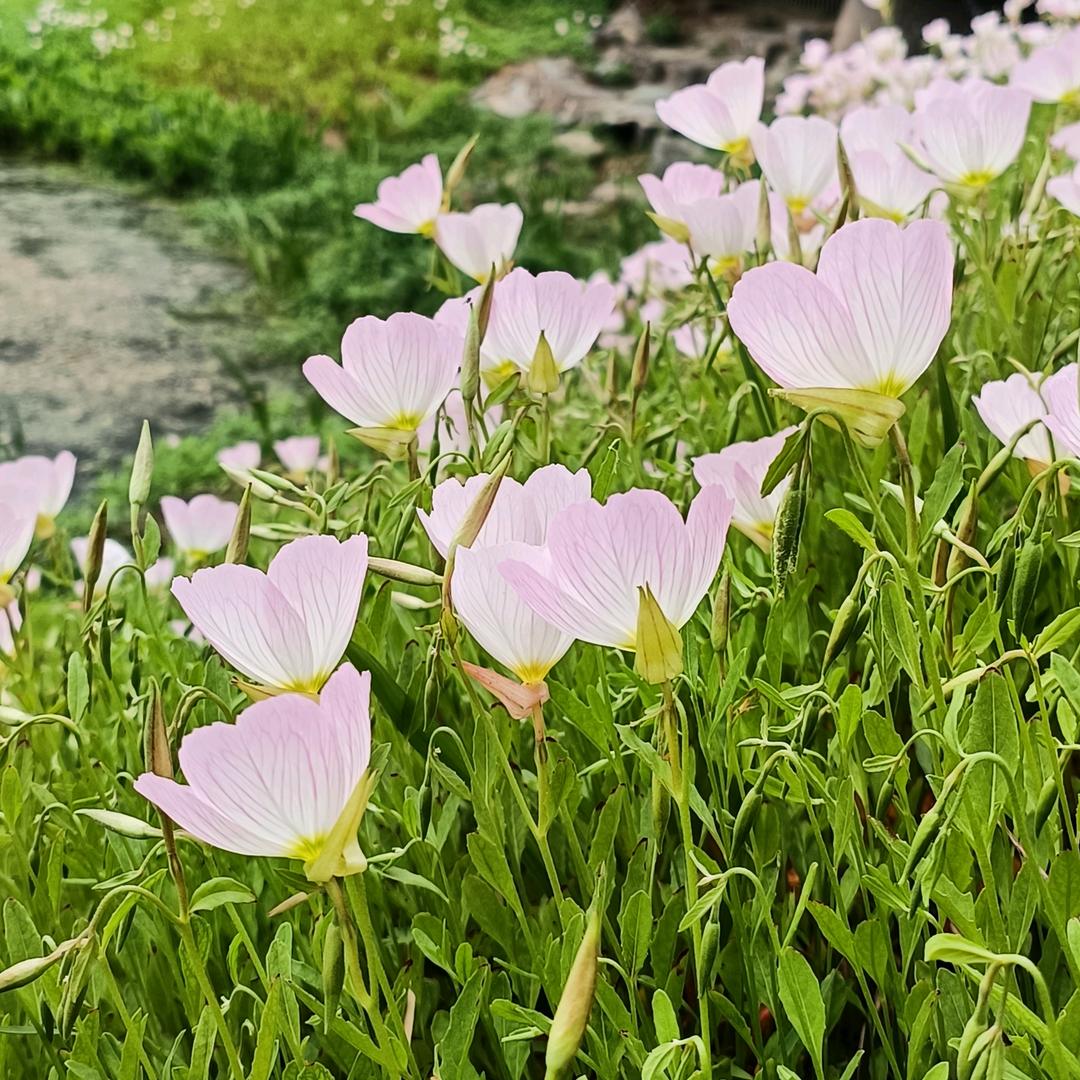 晓晓