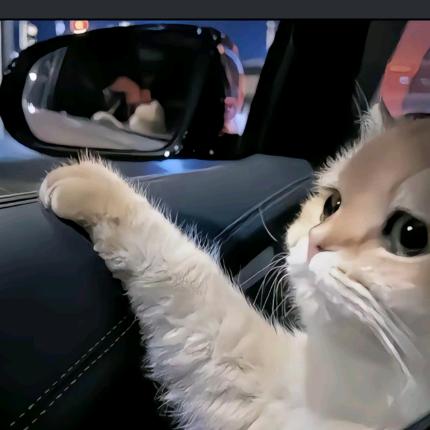 小猫爱鱼