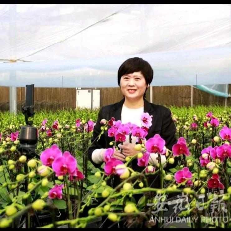 宿州市新楼盘好房紫芦湖生态园蝴蝶兰基地