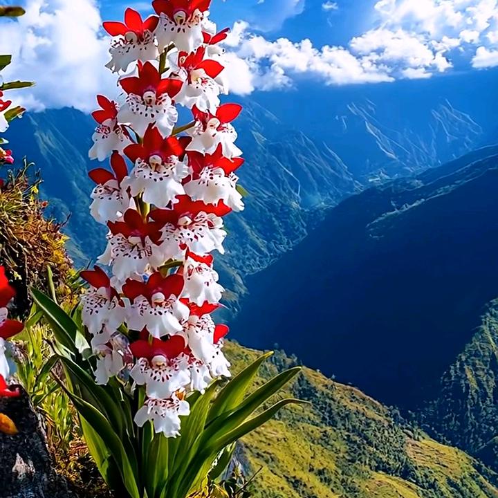 ٩(*´◒`*)۶阿来٩(*´◒`*)۶