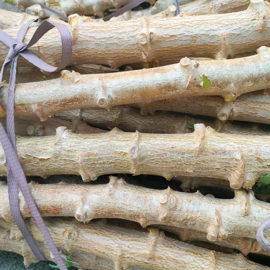 木薯大王