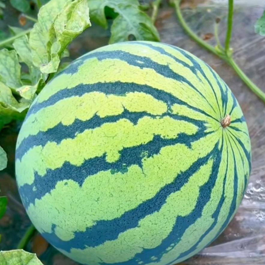 种瓜得瓜种豆得豆，李工