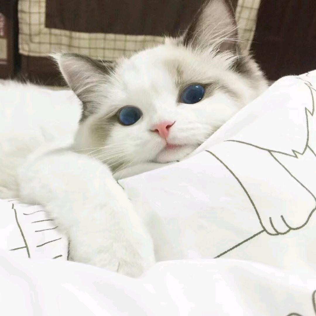 哇塞塞头像