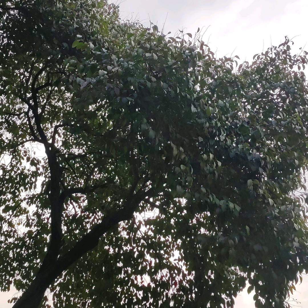 秀秀，全民k歌首播