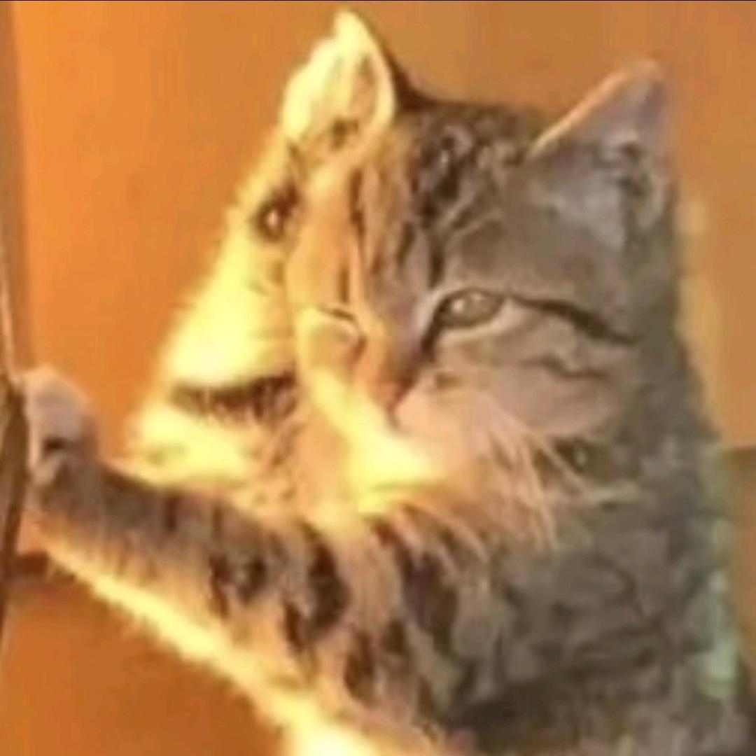 adogocat